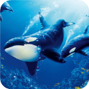 虎鲸模拟器官方版(The Killer Whale)