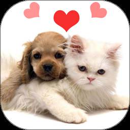 人猫狗翻译器最新版