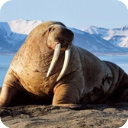 海狮模拟器手机版(The Warlus)