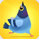 疯狂的鸽子(Pigeon Pop )